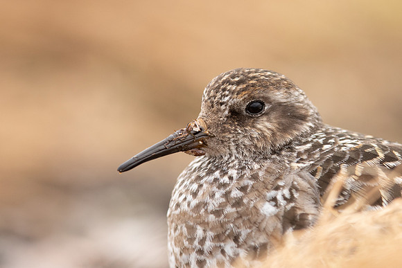 Purple Sandpiper, Cairngorms, June 2021