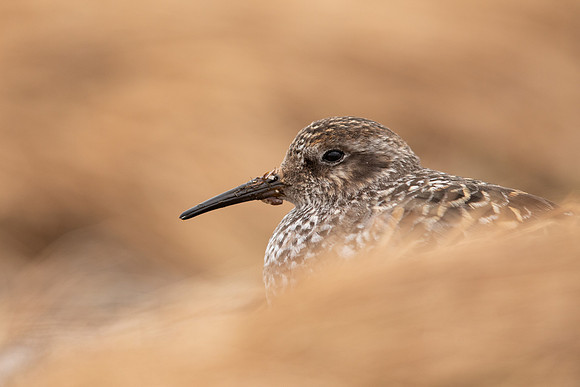 Purple Sandpiper, Cairngorms, June 2021