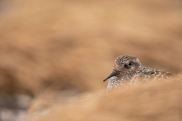 Purple Sandpiper, Cairngorms, June 2021