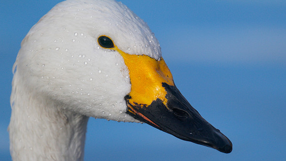 Bewick Swan, Slimbridge, December 2014