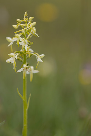 Lesser Butterfly-orchid, Morgans Hill, June 2024