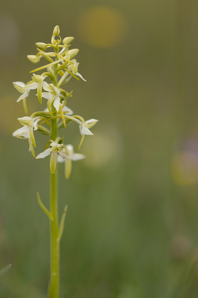 Lesser Butterfly-orchid, Morgans Hill, June 2024