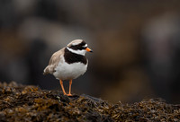 Ringed Plover