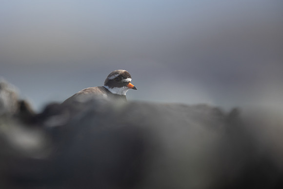 Ringed Plover, Iona, May 2021