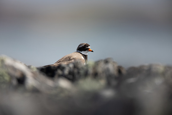 Ringed Plover, Iona, May 2021