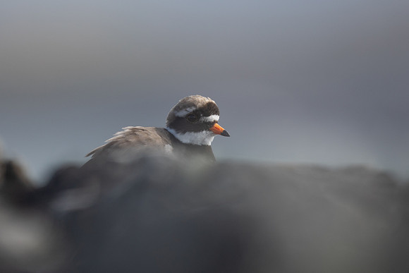 Ringed Plover, Iona, May 2021