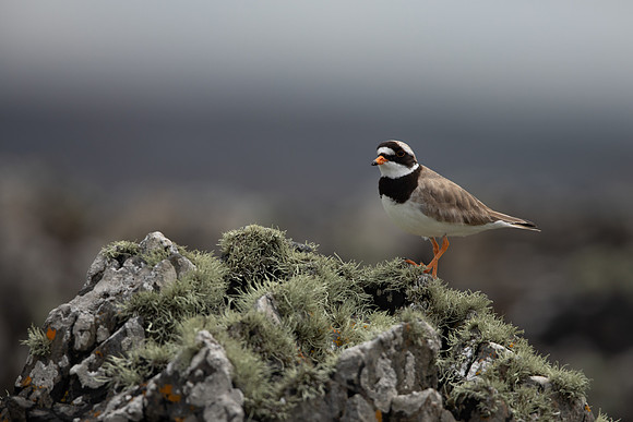 Ringed Plover, Iona, May 2021