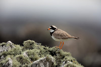 Ringed Plover, Iona, May 2021