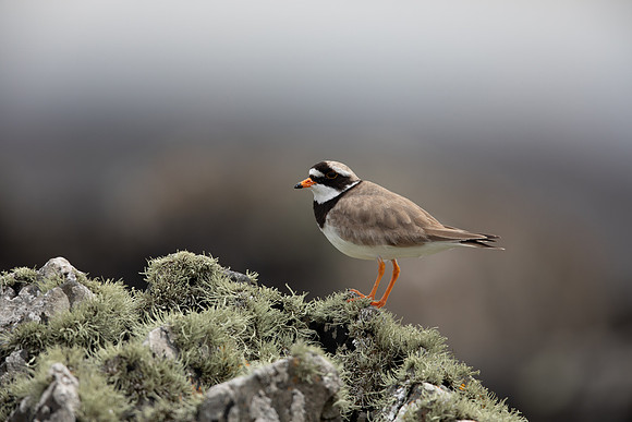 Ringed Plover, Iona, May 2021