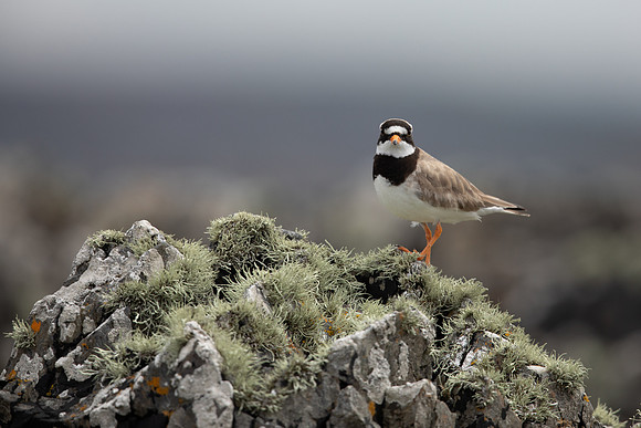 Ringed Plover, Iona, May 2021