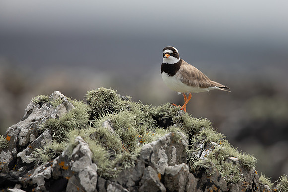 Ringed Plover, Iona, May 2021