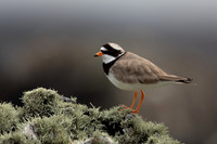 Ringed Plover, Iona, May 2021