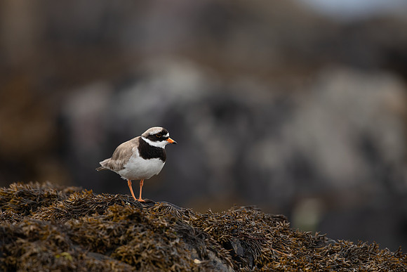 Ringed Plover, Iona, May 2021