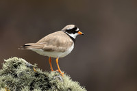 Ringed Plover, Iona, May 2021