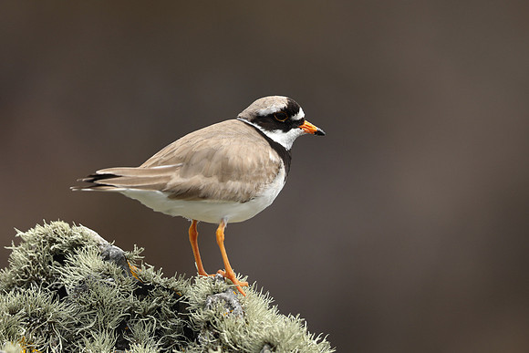 Ringed Plover, Iona, May 2021
