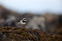 Ringed Plover, Iona, May 2021