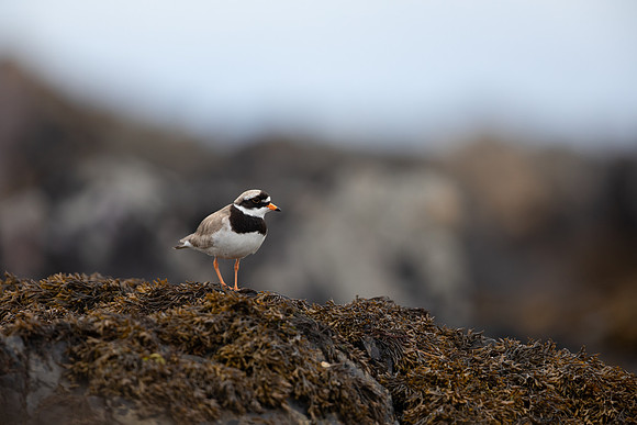 Ringed Plover, Iona, May 2021