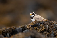 Ringed Plover, Iona, May 2021