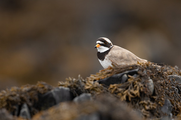 Ringed Plover, Iona, May 2021