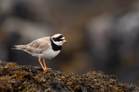 Ringed Plover, Iona, May 2021