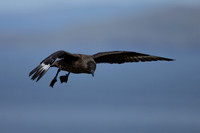 Great Skua, Lunga, May 2021.