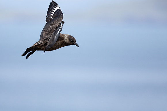 Great Skua, Lunga, May 2021