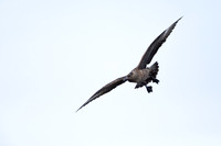 Great Skua, Lunga, May 2021