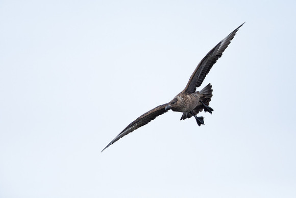 Great Skua, Lunga, May 2021