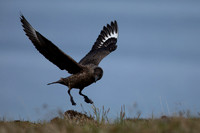 Great Skua, Lunga, May 2021