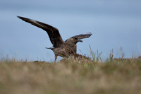 Great Skua, Lunga, May 2021