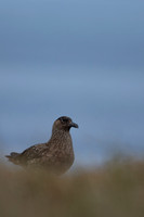 Great Skua, Lunga, May 2021