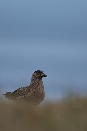 Great Skua, Lunga, May 2021