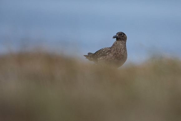 Great Skua, Lunga, May 2021