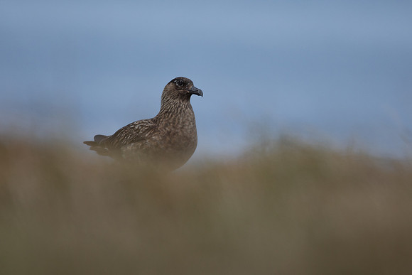 Great Skua, Lunga, May 2021