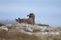 Great Skua, Lunga, May 2021