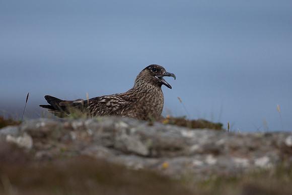 Great Skua, Lunga, May 2021