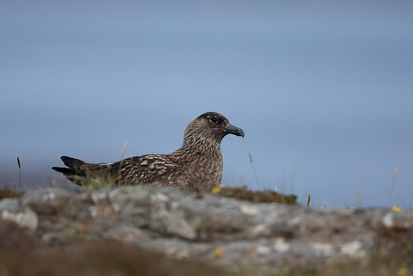 Great Skua, Lunga, May 2021