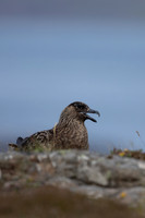 Great Skua, Lunga, May 2021