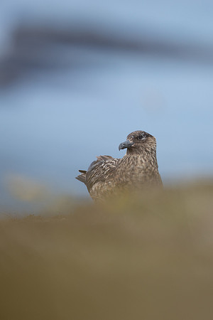 Great Skua, Lunga, May 2021