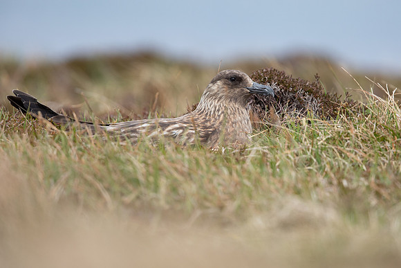 Great Skua, Lunga, May 2021