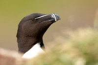 Auks