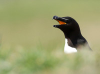 Razorbill, Lunga, May 2021