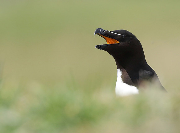 Razorbill, Lunga, May 2021