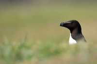 Razorbill, Lunga, May 2021