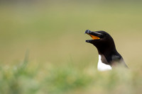 Razorbill, Lunga, May 2021