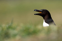 Razorbill, Lunga, May 2021