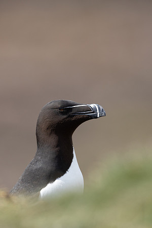 Razorbill, Lunga, May 2021