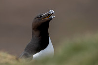 Razorbill, Lunga, May 2021