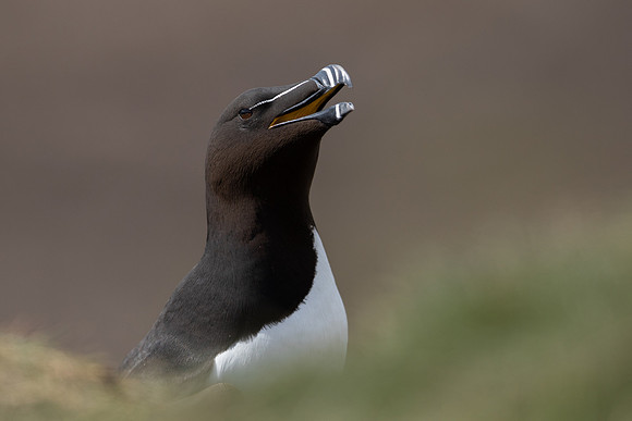 Razorbill, Lunga, May 2021