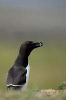 Razorbill, Lunga, May 2021